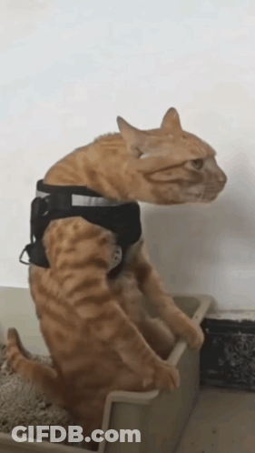 A Cat Wearing A Black Harness Is Standing In A Litter Box GIF