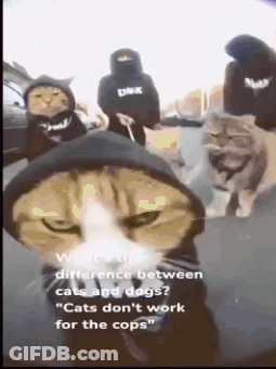 A Cat Wearing A Black Hoodie Is Standing In Front Of A Group Of People GIF