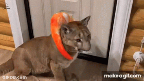 A Cat Wearing A Blanket Around Its Neck Is Sitting Next To A Door . GIF