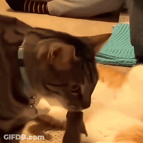 A Cat Wearing A Blue Collar Is Playing With A Toy On The Floor GIF
