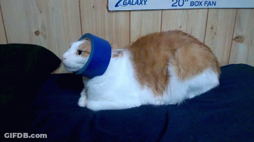 A Cat Wearing A Blue Cone Sits On A Bed Under A Sign That Says Galaxy GIF