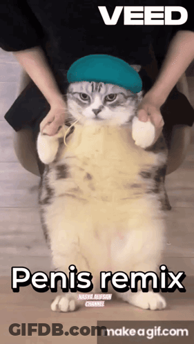 A Cat Wearing A Blue Hat Is Being Held By A Person With The Words Penis Remix Below It GIF