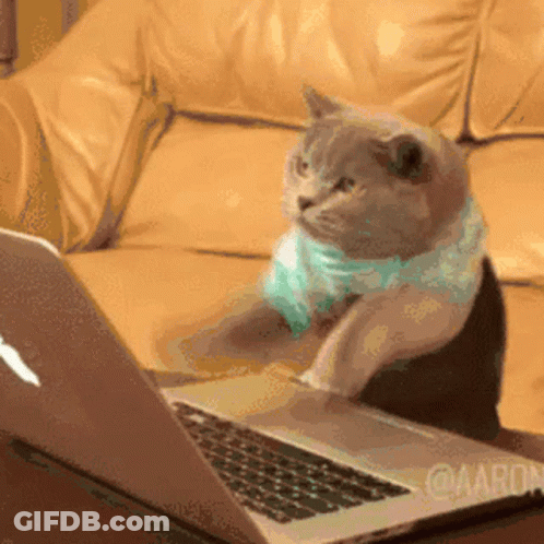 A Cat Wearing A Blue Scarf Is Sitting In Front Of A Laptop GIF
