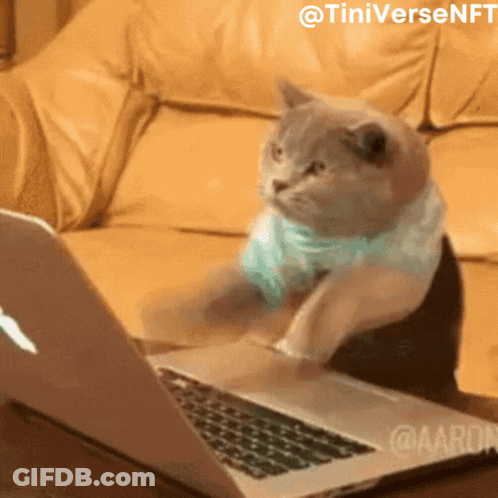 A Cat Wearing A Blue Scarf Is Sitting In Front Of A Laptop GIF