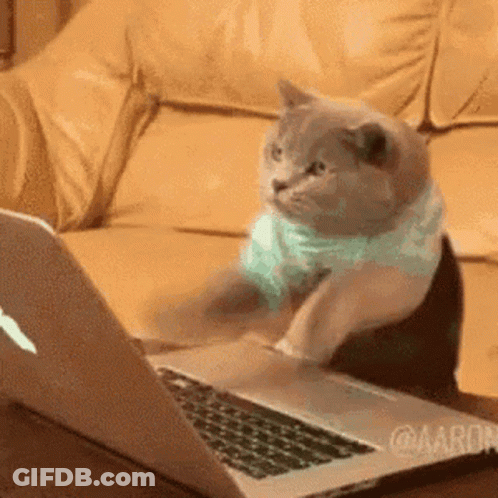 A Cat Wearing A Blue Shirt Is Sitting In Front Of A Laptop Computer . GIF