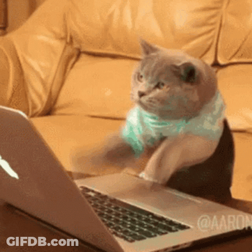 A Cat Wearing A Blue Shirt Is Sitting In Front Of An Apple Laptop . GIF