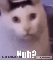 A Cat Wearing A Bow Tie Is Looking At The Camera And Says Huh . GIF