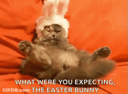 A Cat Wearing A Bunny Hat Is Laying On Its Back . GIF