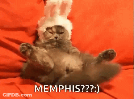 A Cat Wearing A Bunny Hat Is Laying On Its Back . GIF