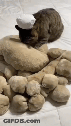 A Cat Wearing A Chef 'S Hat Is Playing With Stuffed Animals On A Bed GIF
