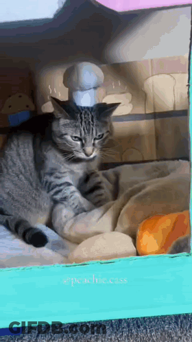 A Cat Wearing A Chef 'S Hat Laying In A Box GIF