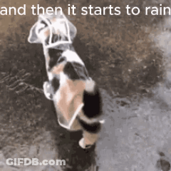 A Cat Wearing A Clear Plastic Raincoat Is Standing In The Rain . GIF