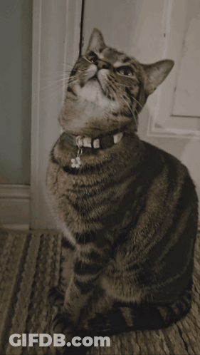 A Cat Wearing A Collar With A Bell On It Looks Up At The Camera GIF