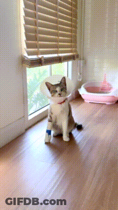 A Cat Wearing A Cone Collar Is Standing On A Wooden Floor In Front Of A Window GIF