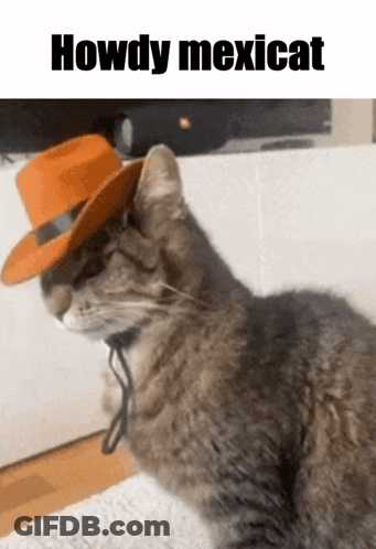 A Cat Wearing A Cowboy Hat With The Words Howdy Mexicat On The Bottom GIF