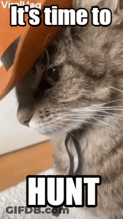 A Cat Wearing A Cowboy Hat With The Words " It 'S Time To Hunt " Below It GIF