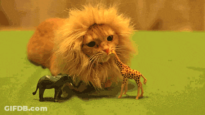 A Cat Wearing A Fake Lion 'S Mane Sits Next To A Giraffe And An Elephant GIF