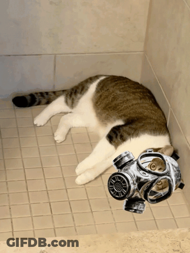 A Cat Wearing A Gas Mask Laying On The Floor GIF