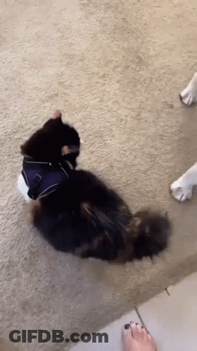 A Cat Wearing A Harness Is Laying On The Floor Next To A Dog 'S Paw GIF