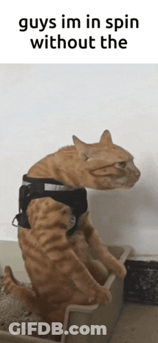 A Cat Wearing A Harness Is Sitting In A Litter Box GIF