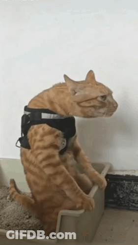A Cat Wearing A Harness Is Standing In A Litter Box GIF