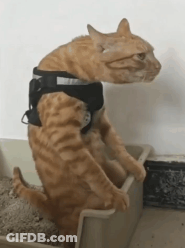 A Cat Wearing A Harness Sitting In A Litter Box GIF