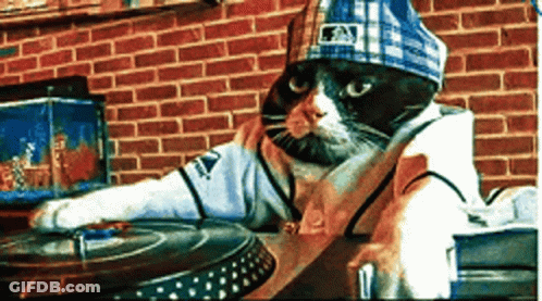 A Cat Wearing A Hat And A Shirt That Says Ny GIF