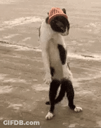 A Cat Wearing A Hat And Socks Is Standing On Its Hind Legs On A Beach . GIF