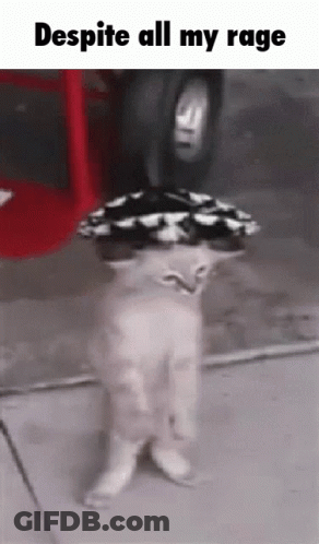 A Cat Wearing A Hat And Sunglasses Standing On Its Hind Legs . GIF