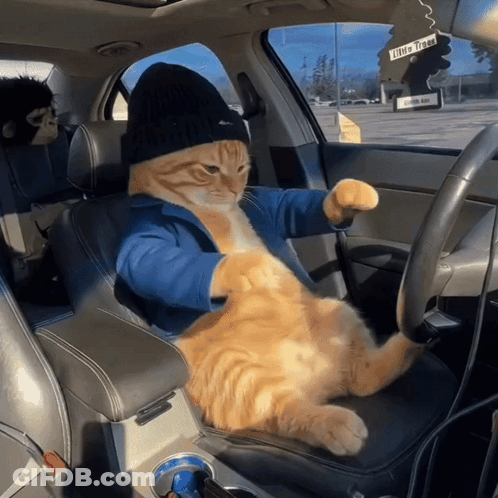 A Cat Wearing A Hat Is Sitting In A Car GIF