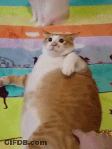 A Cat Wearing A Hat Is Sitting On A Bed GIF