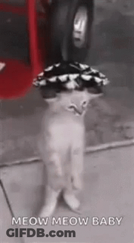 A Cat Wearing A Hat Is Standing On Its Hind Legs On A Sidewalk . GIF