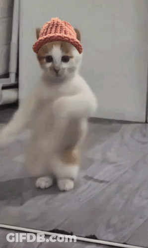 A Cat Wearing A Knitted Hat Is Standing In Front Of A Mirror GIF