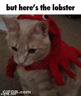 A Cat Wearing A Lobster Costume With A Caption That Says But Here 'S The Lobster GIF