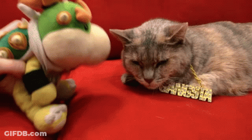 A Cat Wearing A Necklace That Says Gangsta On It GIF