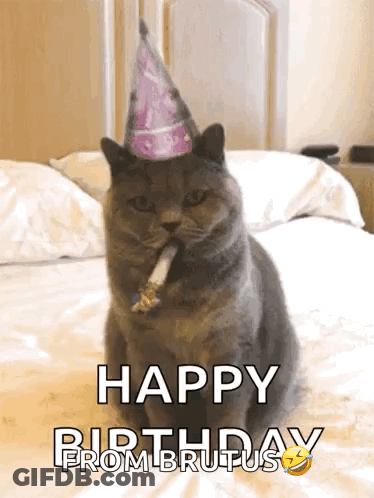 A Cat Wearing A Party Hat Is Sitting On A Bed With The Words Happy Birthday From Brutus Below It GIF