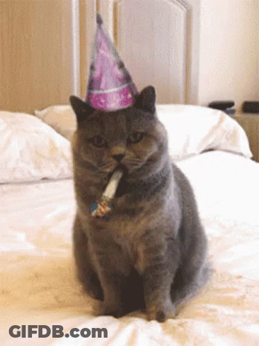 A Cat Wearing A Party Hat With A Cigarette In Its Mouth GIF