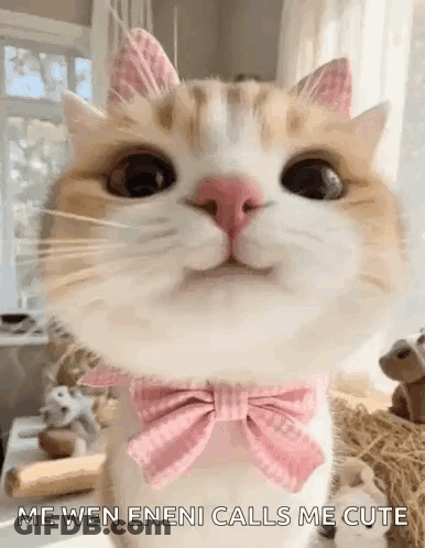 A Cat Wearing A Pink Bow Tie And Pink Ears Is Looking At The Camera . GIF