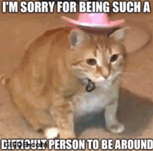 Cat Wearing Pink Cowboy Hat Sitting GIF