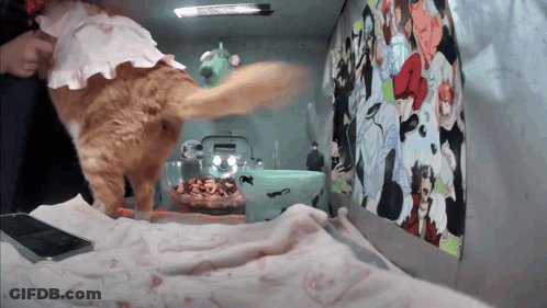A Cat Wearing A Pink Dress Is Standing Next To A Bowl Of Cat Food GIF