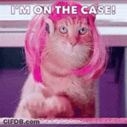 A Cat Wearing A Pink Wig And A Pink Hat Is Sitting On A Shelf . GIF