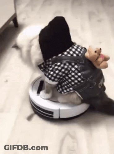 A Cat Wearing A Plaid Shirt Is Sitting On A Robotic Vacuum Cleaner .. GIF