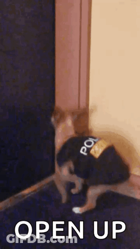 A Cat Wearing A Police Uniform Is Standing Next To A Door And Says `` Open Up '' . GIF