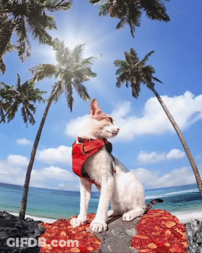 A Cat Wearing A Red Harness Sits On A Pile Of Pizza On A Beach GIF