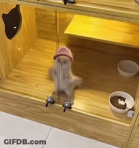 A Cat Wearing A Red Hat Is Standing In A Glass Cage . GIF