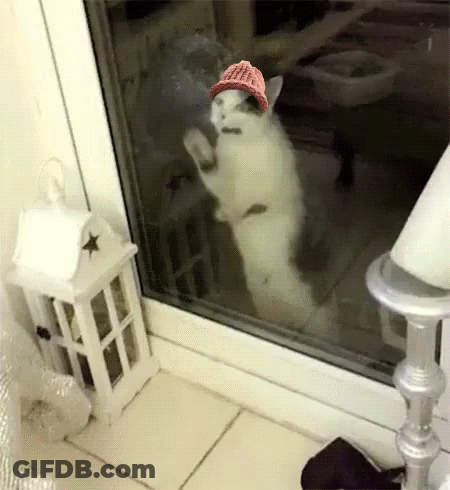 A Cat Wearing A Red Hat Is Standing In Front Of A Glass Door GIF