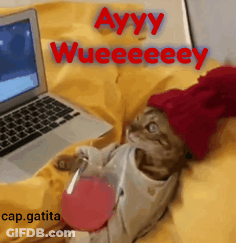 A Cat Wearing A Red Hat Sits In Front Of A Laptop With The Words Ayyy Wueeeeey GIF