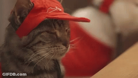 A Cat Wearing A Red Hat With A Heart On It Is Sitting On A Table . GIF