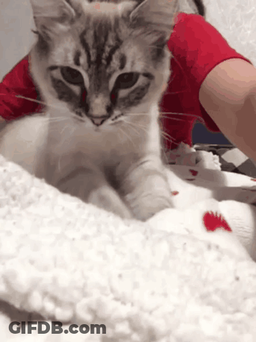 A Cat Wearing A Red Shirt Is Laying On A Blanket GIF