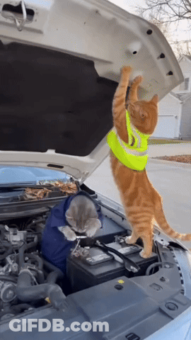 A Cat Wearing A Safety Vest Climbs Under The Hood Of A Car GIF